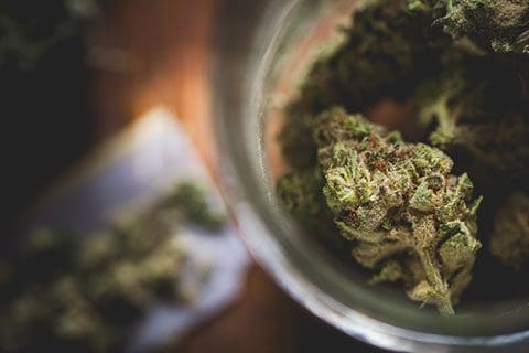 dried flower - cannabis Legalization in Canada - Criminal Lawyer Winnipeg - Criminal Law Winnipeg - DUI - Drug Charges - Pollock & Company